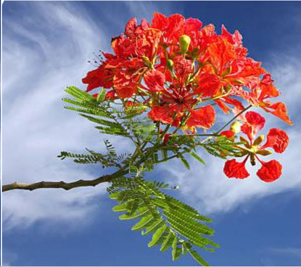 Ai-Kassi and Tukir: A Story of Nature, Flavor, and the Cultural Roots of Timor-Leste